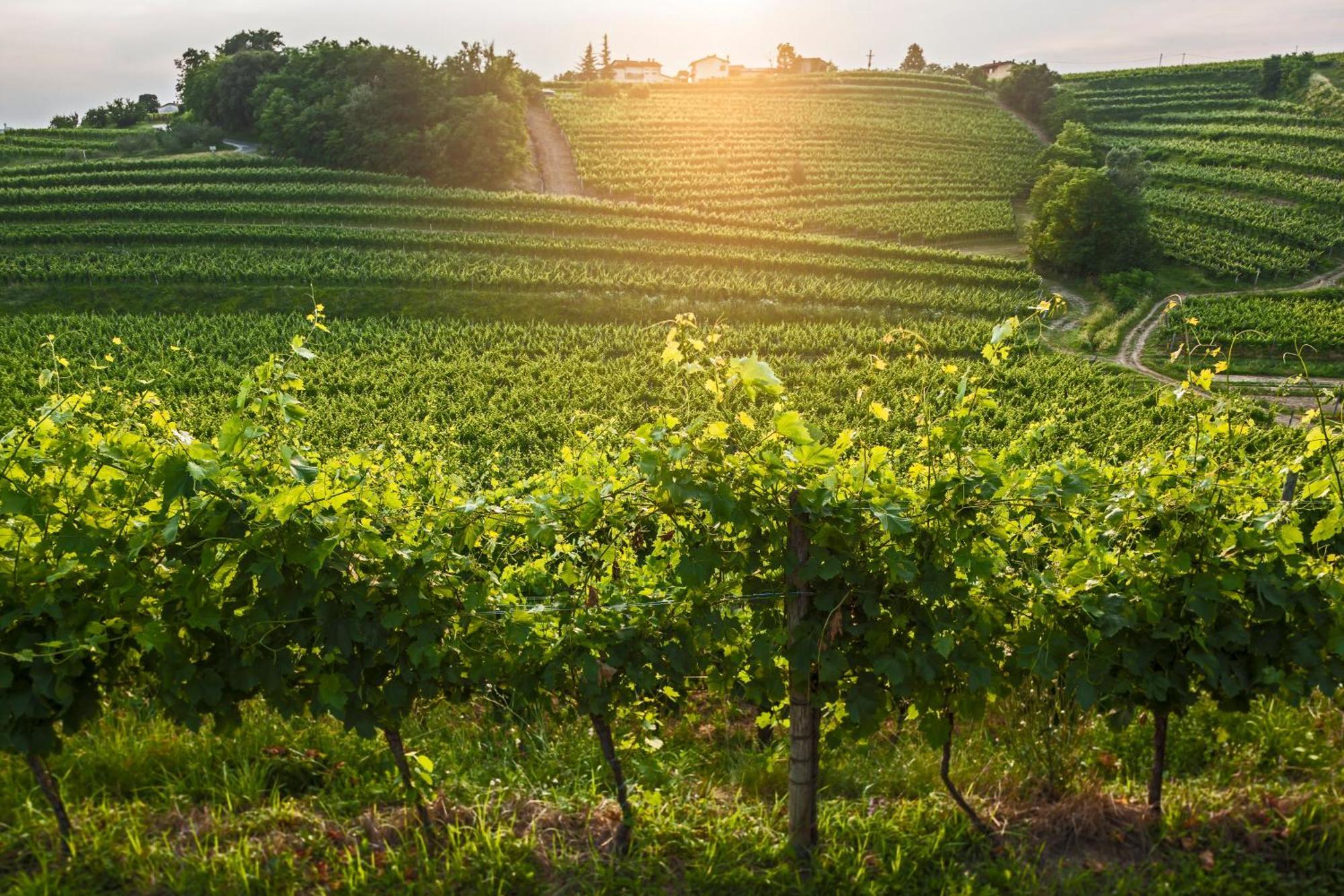Kabaj Wine & Dine Hotel Dobrovo Kültér fotó