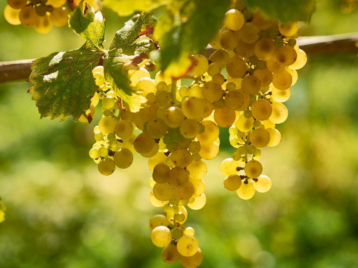 Kabaj Wine & Dine Hotel Dobrovo Kültér fotó